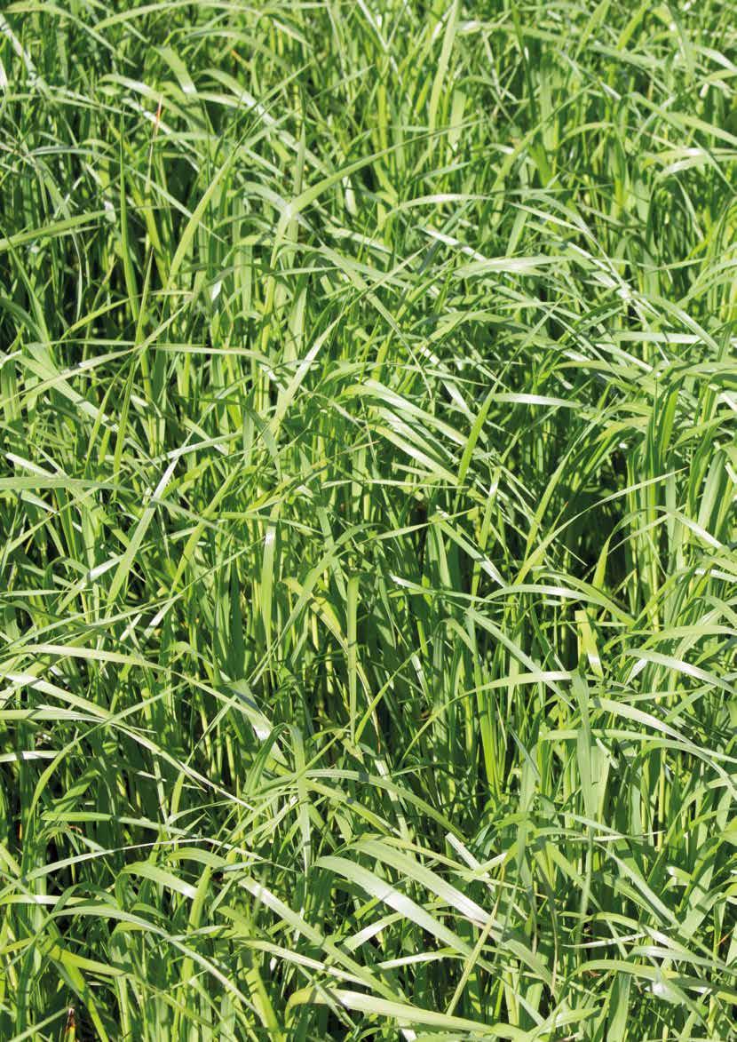 Welsches Weidelgras Lolium multiflorum ssp. italicum 25 kg Welsches Weidelgras ist ein schnellwüchsiges, mittelhohes, überjähriges Horstgras, das hauptsächlich im Feldfutterbau Verwendung findet.