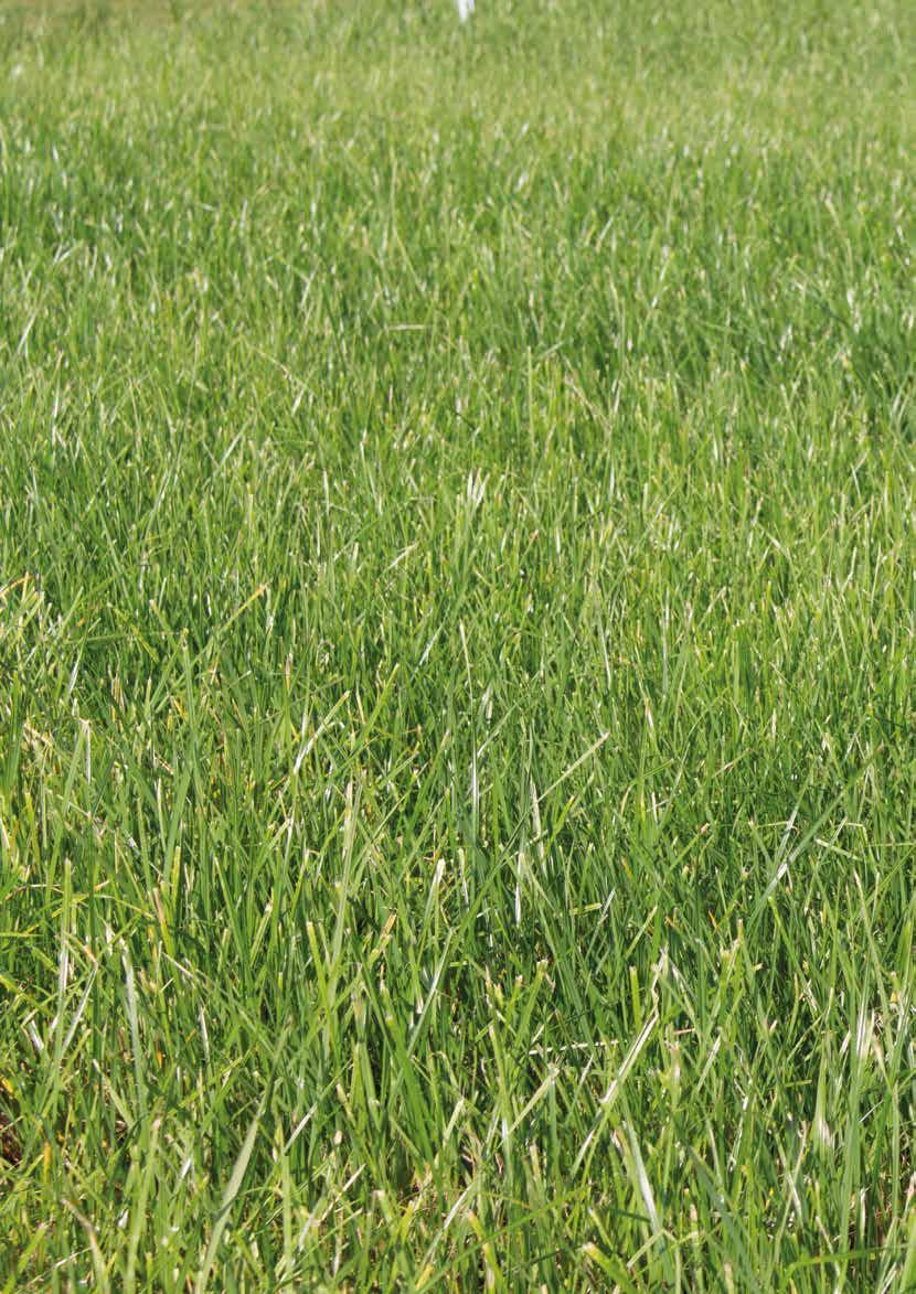 Deutsches Weidelgras Lolium perenne Das vielseitige Deutsche Weidelgras ist sowohl für die landwirtschaftliche Nutzung als auch für die Rasennutzung sehr gut geeignet.