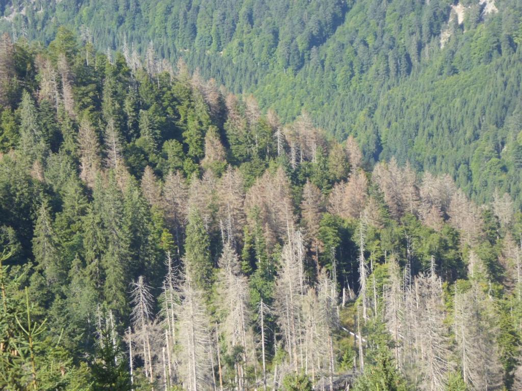 Bild 2: Fortschreitende Borkenkäfer-Schäden bei ausbleibendem Mangagement im Bannwald Napf (Foto HD 8/217) Handlungsempfehlungen Bäume mit Borkenkäfer-Befall früh erkennen, rechtzeitig aufarbeiten