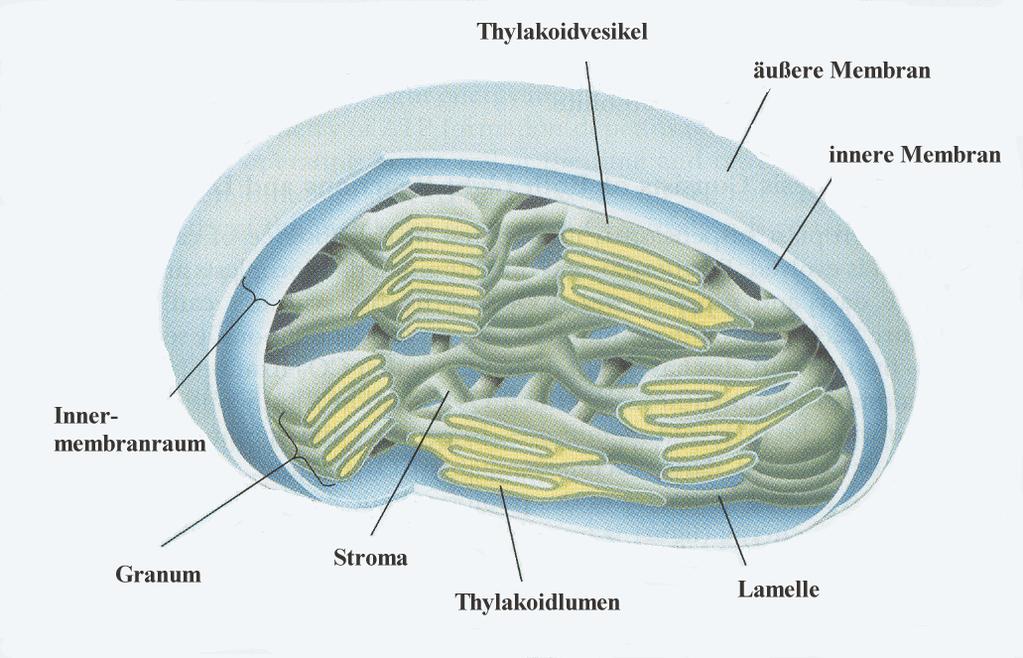 hloroplasten: Thylakoidmembransystem (rt der Photosynthese) Durchmesser ca.