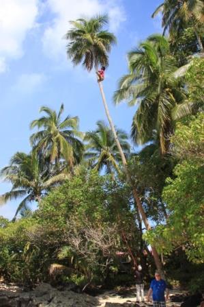 len sehr stürmischen Wetter, bereitete uns Kopfzerbrechen. Doch da standen mehrere fast 20m hohe Kokospalmen, die auch noch in Richtung Meer überhingen.