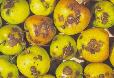 Bekämpfungsstrategien Apfelschorf Pilzsporen im Falllaub Primärbefall auf Blättern Befall der Früchte