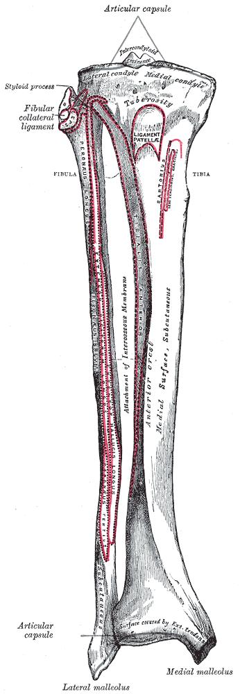 Bild zeigt den rechten Oberschenkelknochen (Femur) von vorne[5]