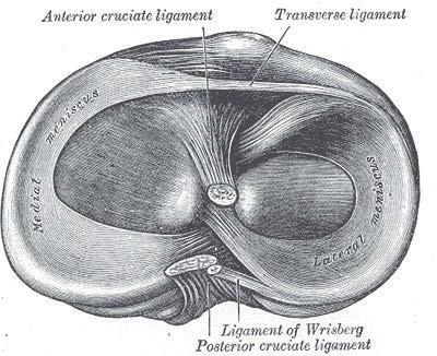 4.2 Gelenke 7 gelenk besitzt zwei Menisci, den c-förmigen Innenmeniskus, der mit dem Ligamentum collaterale tibiale verwachsen und dadurch nicht so gut beweglich ist, und den kreisförmigen