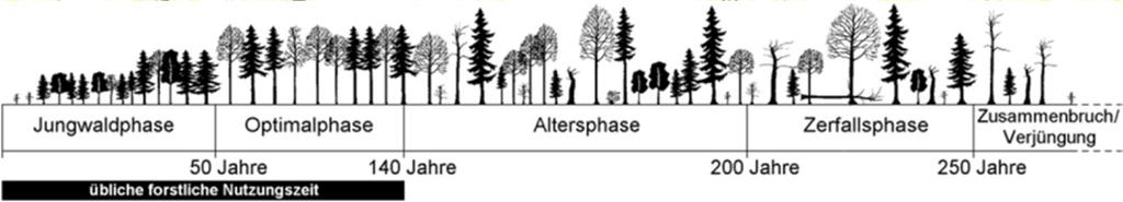 Ansprüche der Altund Totholzarten - Situation im Wirtschaftswald - Ausschluss der