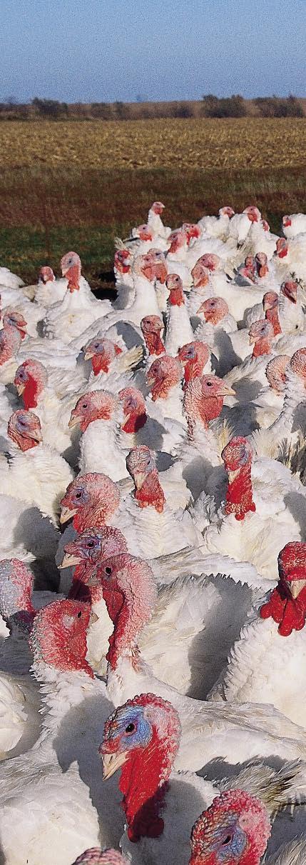 26 Unternehmen und Märkte Tierisch gut gefuttert Von den Futtermittelzusätzen der Degussa profitieren Mensch, Tier und Umwelt Tausende Hühner bevölkern den Hof tief im westfälischen Münsterland.