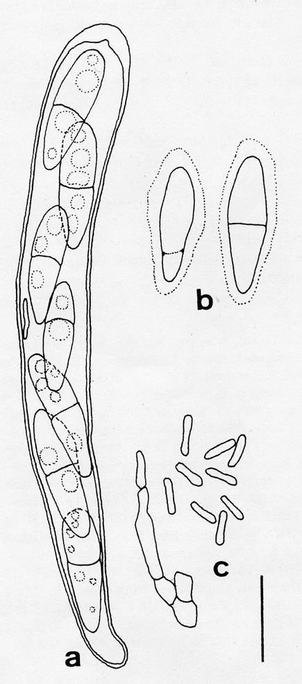 Cryptogamie, Bryol.Lichénol. 1995, 16(3): 177-190 181 Fig.