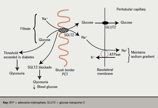 Natrium-Glucose