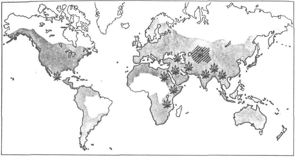 Die ursprüngliche Heimat des Hanfes (auf der Karte schraffiert) ist vermutlich Zentralasien: von dort aus hat sich die