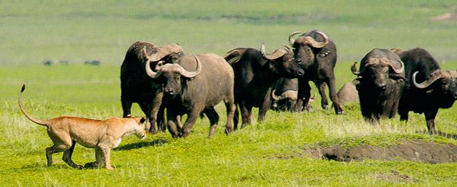 nehmen von dem berühmtesten Wildgebiet Afrikas. Sie verlassen die Serengeti und erreichen die Gegend um den Ngorongoro-Krater und Ihre Unterkunft.