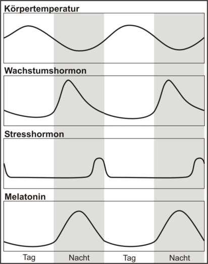 4 Circadiane Schlafzyklen Beispiele für weitere circadiane Rhythmen: