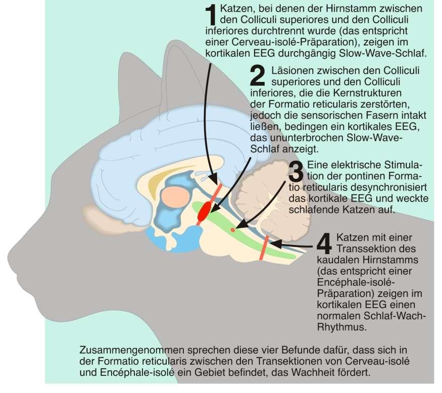 6 Neuronale Grundlagen des Schlafs Vier Befunde, die für die