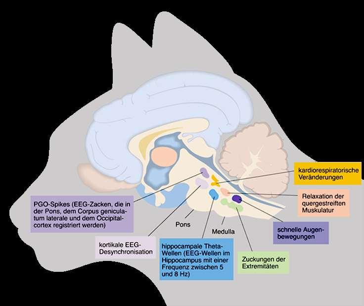 6 Neuronale Grundlagen des Schlafs