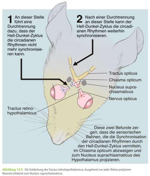 6 Neuronale Grundlagen des Schlafs Grundlagen des Schlaf- Wachrhythmus: Visuelles System und