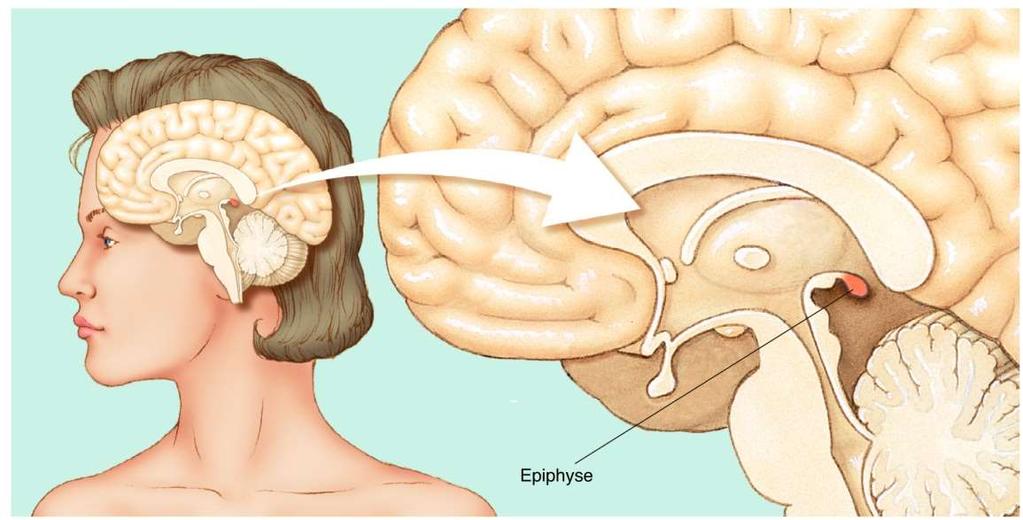 6 Neuronale Grundlagen des Schlafs Grundlagen des