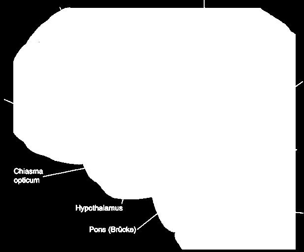 Hypothalamus) Raphé-Kerne Locus coereleus Chiasma Opticum