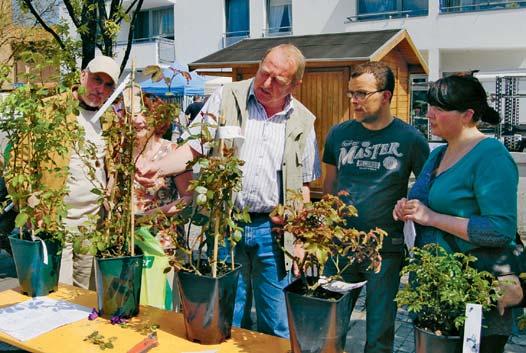 Die beiden Fachberater des Bezirksverbandes Hamm-Kreis Unna, Horst Breer (l.) und Manfred Döring (3.v.r.), vermittelten den Besuchern, worauf bei der Rosenpflege im Garten zu achten ist.
