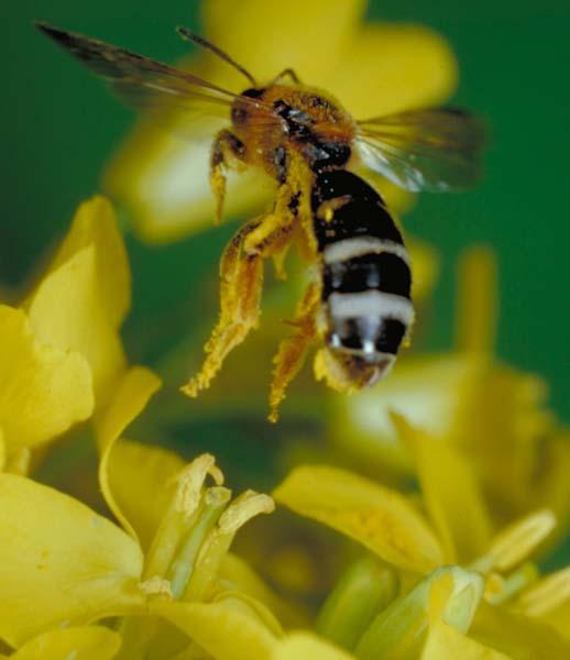 Inhalt Allgemeines Eignung von Wildbienen als Indikatoren Einsatz von Wildbienen als Indikatoren Beispiel