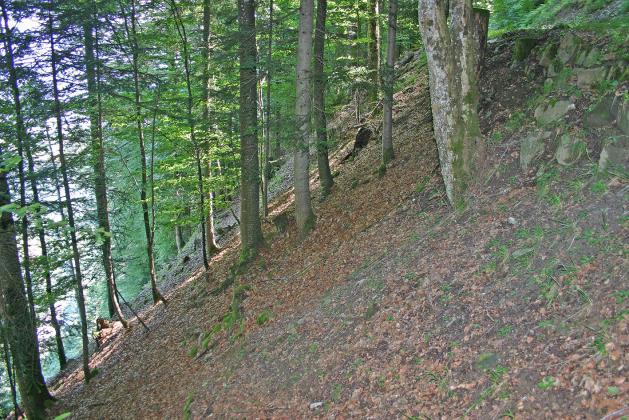 Die nicht veröffentlichten GIS-Layer zu weiteren Arten sind gemäss Auskunft von Frau Vonlanthen [9], Amt für Wald und Landschaft des Kantons Obwalden, aus rechtlichen Gründen nicht verfügbar.