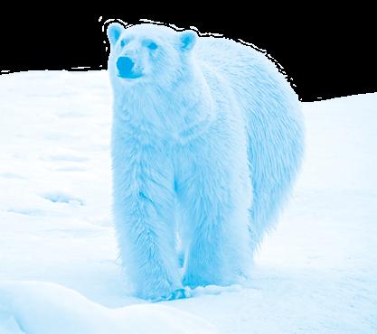 Der Polarfuchs übersteht dank seines dichten Fells Temperaturen von bis zu minus 70 Grad Celsius.
