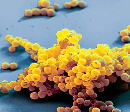 BODE SCIENCE COMPETENCE Stellisept med tissues Antimikrobielle Reinigungstücher für den Körper breites Wirkungsspektrum