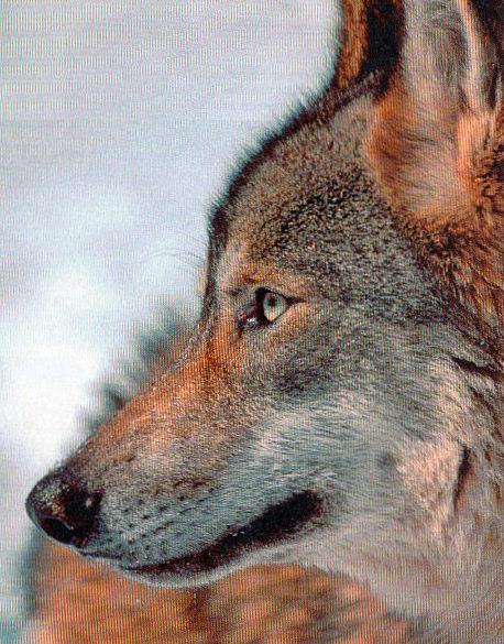 - 11 - Dann durchstreifen zehn Wildhüter-Teams das ganze Wolfsgebiet, folgen jeder frischen Wolfsfährte, die sich im Schnee abzeichnet und sammeln für genetische Auswertungen möglichst viele Kot- und