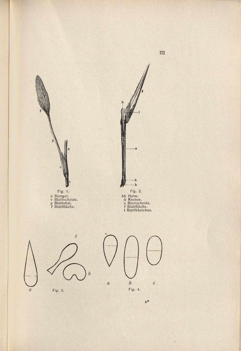 Fig. 1. c Stengel, v Blattscheide, p Blattstiel, f Blattfläche. Fig.