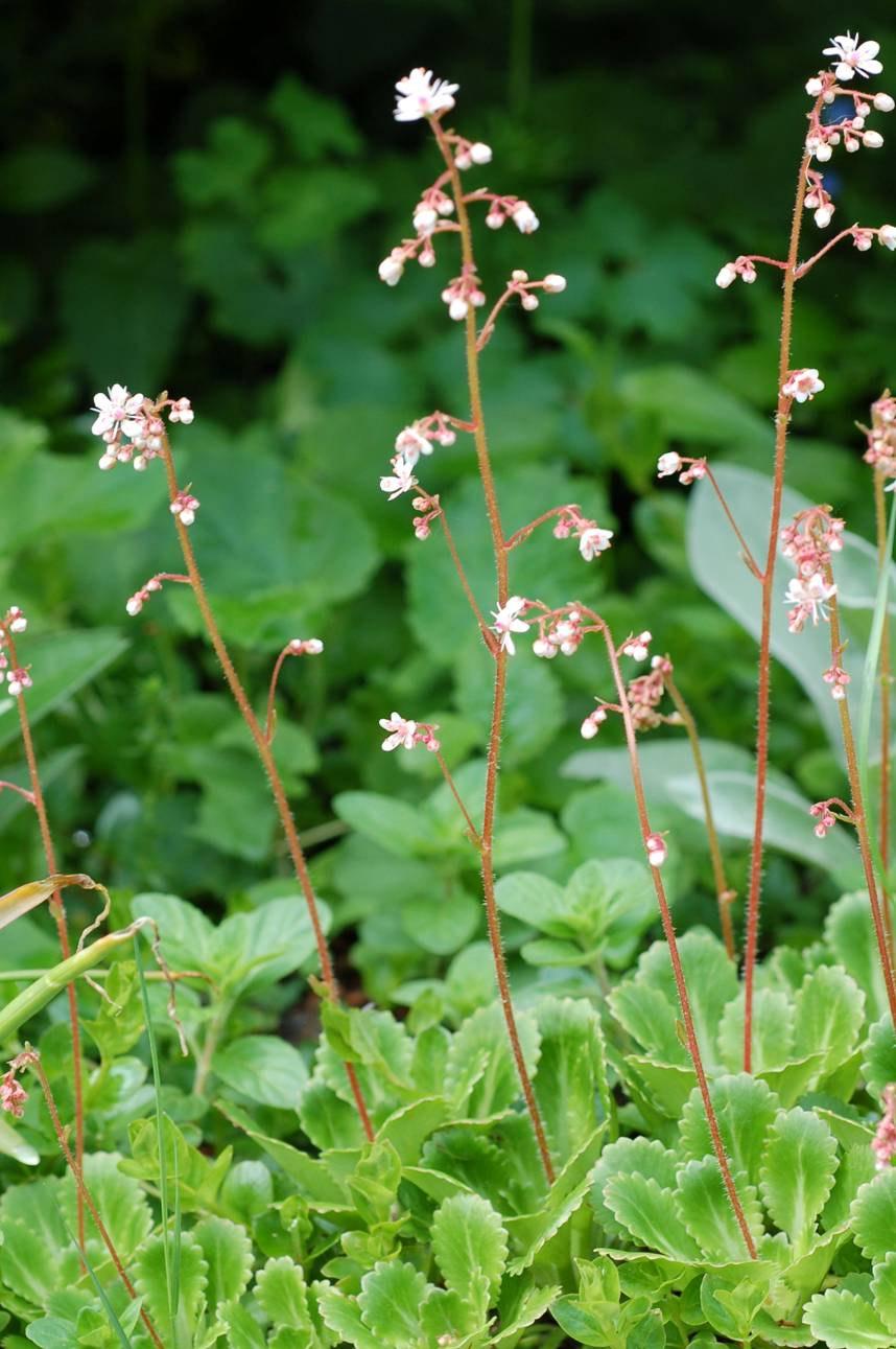 Saxifraga x urbium komplex razemöse Infloreszenzen: mit Seitenachsen, die mehrere Blüten oder Seitenachsen