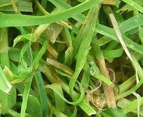Konkurrenzstark in Weiden Gras mit 2-zipfeliger Kaputzenspitze und Schispur Wiesenrispengras (Poa pratensis) =