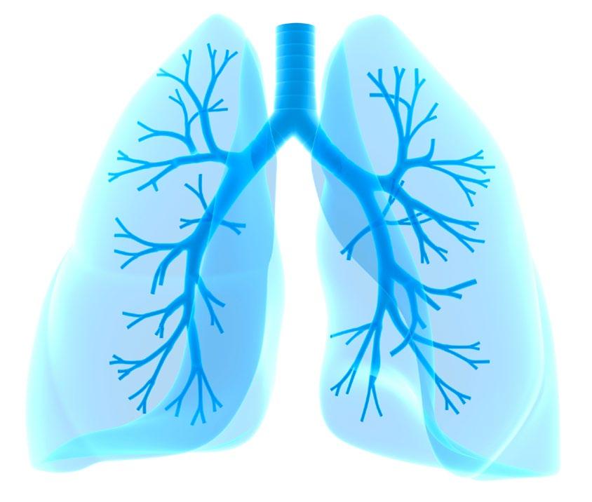«Lungentag» der Universitätsklinik für Pneumologie mit Unterstützung des BIHAM