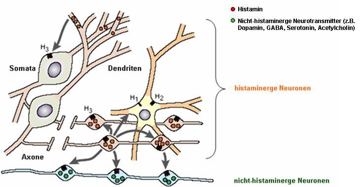 EILEITUG eben dem ZS findet sich der Histamin-H 3 -Rezeptor auch im peripheren ervensystem und Gewebe, wie z. B.