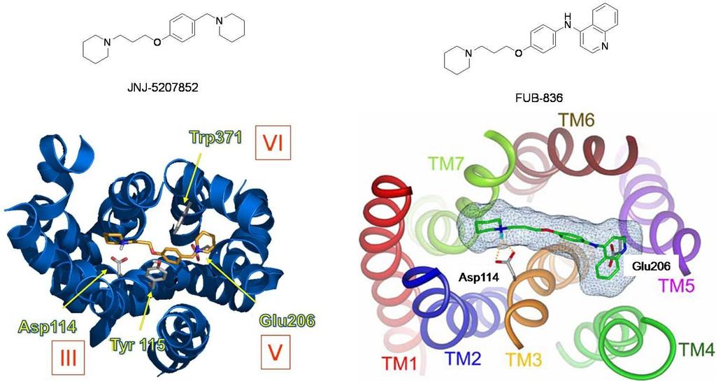 EILEITUG Aminosäure Asp114 Glu206 Tyr115 Trp371 Potenzielle Wechselwirkung Ionische Wechselwirkungen zwischen der Carboxylgruppe und protonierten Stickstoff -Atomen bzw.