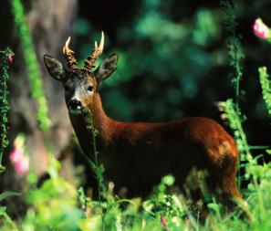 Jagd Eine wald- und wildgerechte Jagd ist wesentliche Voraussetzung für eine naturnahe Bewirtschaftung unserer Wälder.