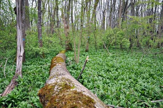 Naturwaldreservat Dreiangel Im Frühjahr wächst der Bärlauch so weit das Auge reicht.