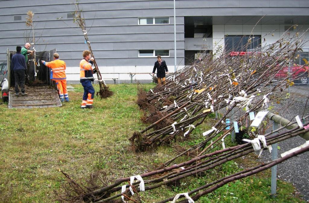 November von der Baumschule Pavel Beco (Dicken) zum Werkhof Mauren geliefert. Dort holte jede Gemeinde ihre Bäume ab und verteilte sie dann weiter an die einzelnen Baumkäufer.