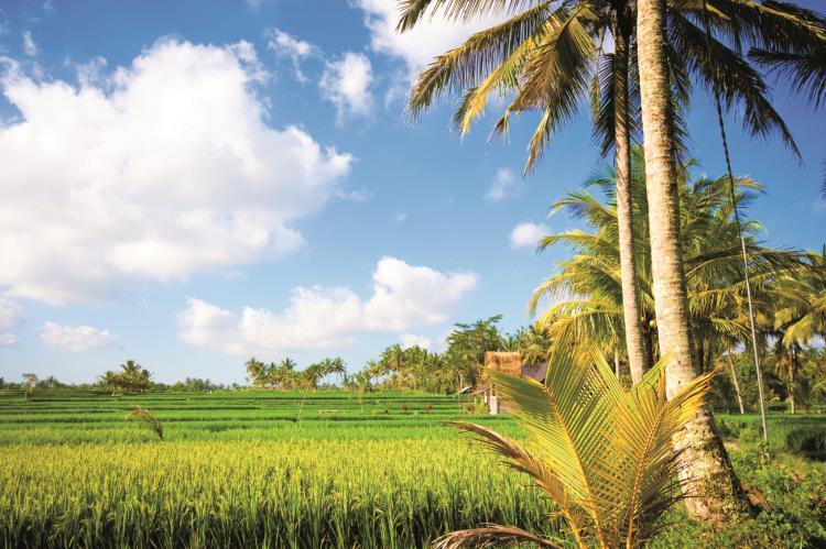 Tag 7: Lovina Ubud Nach dem Frühstück erfolgt die Abfahrt in Richtung Ubud.