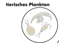 pflanzliches Plankton -> tierisches Plankton ->