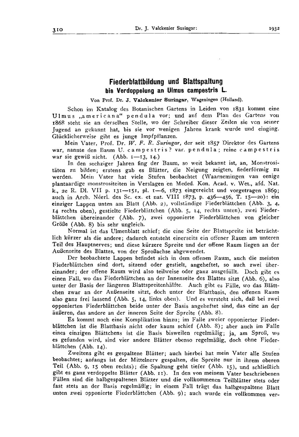 3io Dr. J. Valckenier Suringar: l 92 2 Fiederblattbildung und Blattspaltung bis Verdoppelung an Ulmus campestris L. Von Prof. Dr. J. Valckenier Suringar. Wageningen (Holland).