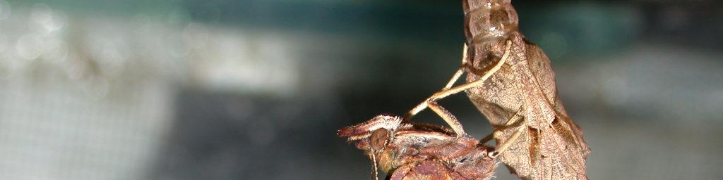 Abbildung 10: Frisch geschlüpfter C-Falter (Zuchtfoto ex larva) am 5.6.