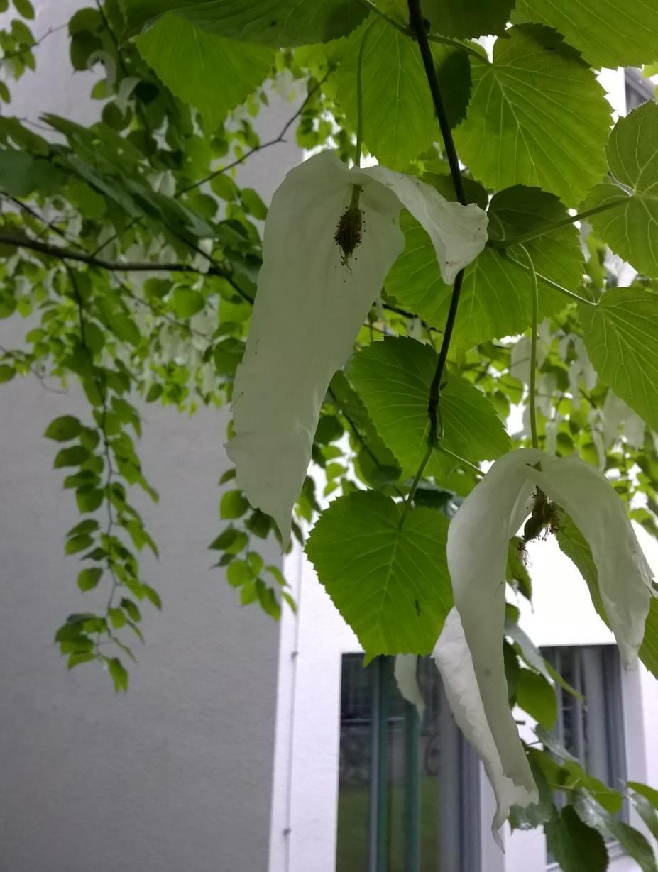 Davidia involucrata var. vilmorini - Taubenbaum Dieser langsam wachsende, sommergrüne, kleine Baum stammt aus Westchina und wird 10 bis 15 m hoch. Die Blätter erinnern an Lindenlaub.