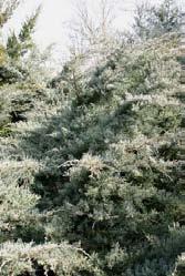 Spitze Juniperus