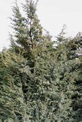 Spitze Juniperus