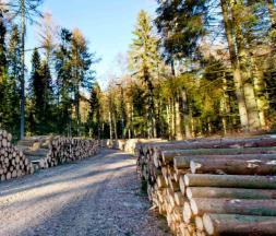 denkbar Reaktivierung von alten Wasserrechten Biomasse Potenzial von Holz und Kurzumtriebsplantagen