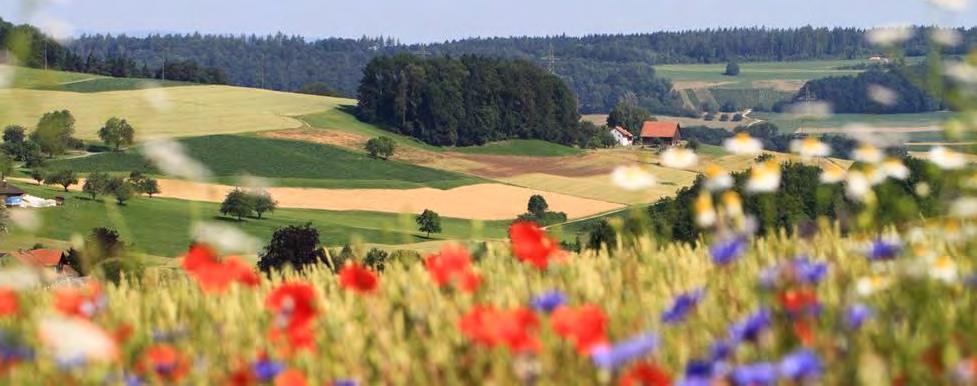 Inhalt 1) Biodiversitätsförderflächen 2) Nützlingsblühstreifen 3)