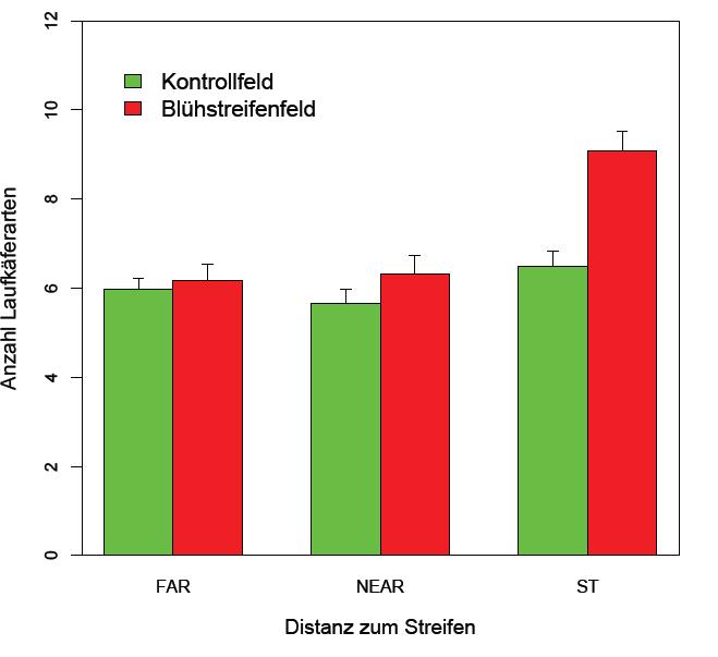 4) Bsp: Carabidae in Nützlingsblühstreifen und