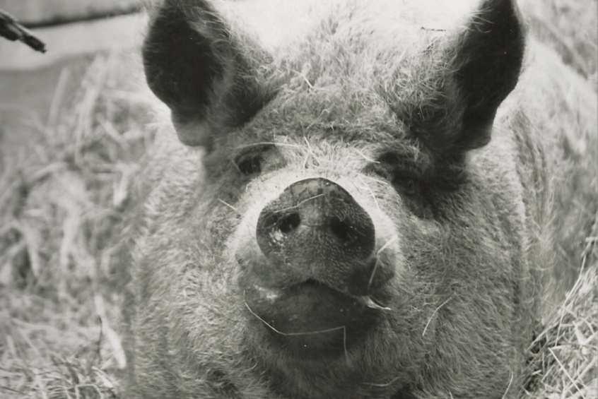 Das Mangalitza-Schwein Ursprünglich stammen alle Hausschweine vom Wildschwein ab. Das Mangalitza-Schwein ging um 1830 aus dem sibirischen Schumadja-Schwein hervor.