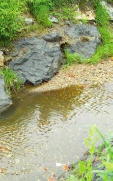 Gewässerökologie* Für die Gewässerökologie eines Baches ist vor allem seine strukturelle Ausstattung von größter Bedeutung.