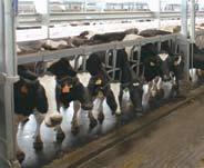 Beste Melkausrüstungen und -techniken der Branche werden von einem leistungsstarken Steuerungs- und Überwachungssystem verwaltet, das Exzellenz bei Kuhbetreuung und Milchproduktion ermöglicht.