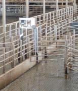 Fütterung - im Melkstand Die Kraftfuttergabe im Melkstand bietet die Möglichkeit, den individuellen Bedürfnissen einer Kuh hinsichtlich Milchproduktion, Trächtigkeitsstatus und Körperkondition