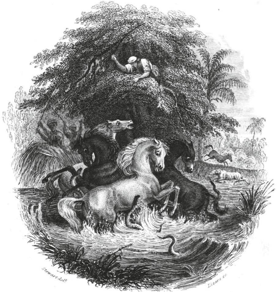 Humboldtscher Tierversuch: Pferde werden in ein Gewässer mit elektrischen Aalen getrieben, um zu beobachten, wie sich die Tiere mit Stromstössen verteidigen. an die chinesische Grenze (1829).